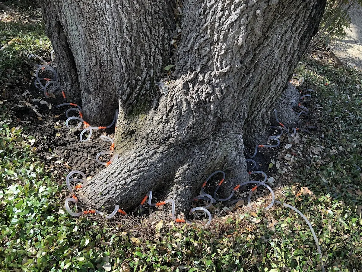 Detailed Tree Cabling and Bracing job site in Chichester