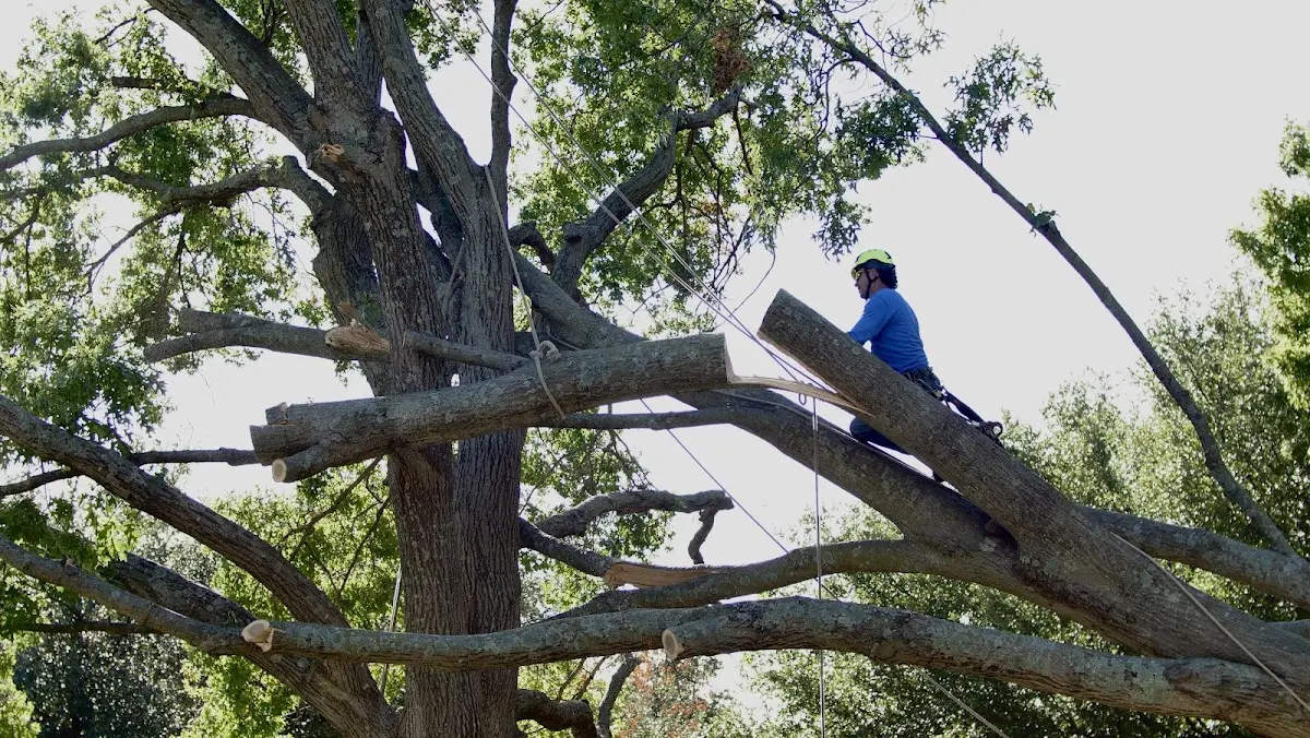 Professional Crown Thinning performed by certified arborists in Chichester
