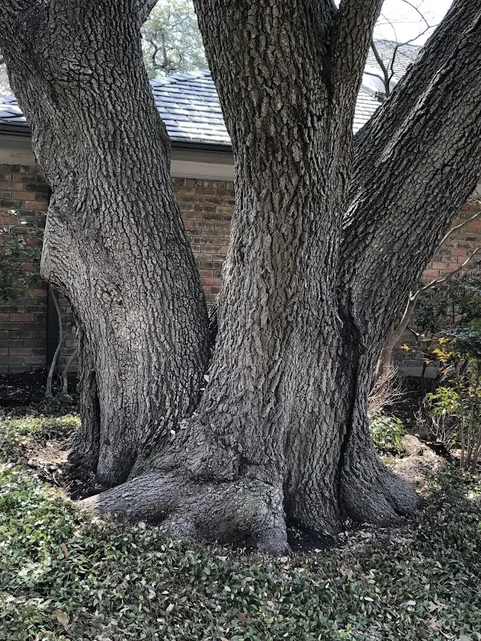 Mature heritage tree close to a Chichester property cared for by certified arborists